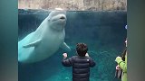 孩子在海洋馆，隔着玻璃挡不住海豚的热情，冲着小朋友喷水呢！