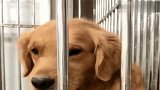 王子被关笼子想着牛爸的50万装修计划干仗明天让他赔第五次狗粮