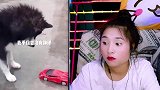 憋笑大挑战：看似一场拔河比赛，其实女孩很受伤！