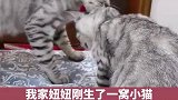 猫咪也会一孕傻三年