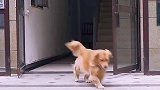 主人的小帮手