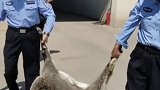 国家二级保护动物岩羊从山崖峭壁摔下奄奄一息，吴忠青铜峡公安局森林派出所紧急救助。