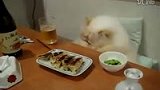 猫爷正在用膳 旁人请勿打扰-8月3日