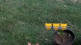 猫：这老鼠可是我抓的，你不许抢啊！