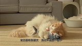 小奶猫打拳击没打过主人，反手给了猫爸爸一拳，实在是太搞笑了