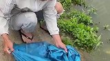 过几天这条河里只有鲶鱼，你这不是在放生，典型破坏生态平衡