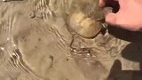 赶海碰到海霸妥食，猎物尤如嘴中餐，不堪一击