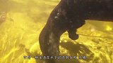 彪悍水獭猎杀鳄鱼，倒霉鳄鱼瞬间阵亡，被水獭撕成了碎片