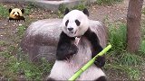 娃娃脸的熊猫旦旦呆萌亮相，左一口右一口吃得好香
