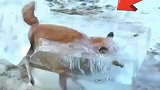 德国冰面上冻死了大量的动物