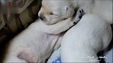 五只还没睁开眼睛的小拉布拉多犬！软软的小肉垫太萌了！