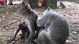 可怜的小猴子洛里，看起来很累，它睡在胸部的阿玛里