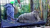 猴仔被关在了铁笼子，没有自由感觉好难受