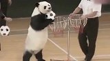 这大熊猫肯定是人扮的，网友：你是我见过最惨的熊猫