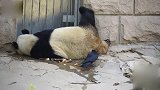 乌鸦偷拔大熊猫身上的毛 下一秒熊猫的反应 承包我一年的笑点