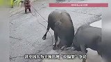 两只水牛打架众人手足无措，全程在制止，全程又制止不了一点