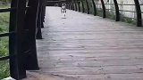 小二哈自己跑出去玩，看见女主人回家，赶紧跑回家装一只乖狗狗！