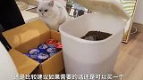 养猫最最最基础攻略,5招教你如何征服美丽猫咪!