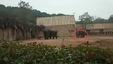 长沙生态动物园大象踩死饲养员 官方：疑为大象发情导致