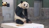 熊猫旦旦把头低下去，害羞吃零食，还能再乖点儿吗？
