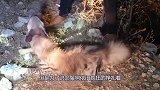 鬣狗被捕兽夹捉住，当人类靠近时，鬣狗的凶残表露无遗