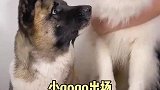 嗦面条大赛开始了，肥美太好笑了！萌宠吃吃吃