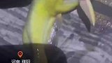 小伙钓上一条，会说话的金色鱼