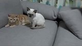 两只猫研究家里新来的刺猬