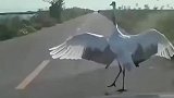 仙鹤拦路下一秒竟翩翩起舞
