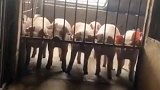 二师兄同心其利断金，网友这是知道猪肉涨价想“越狱”吧！