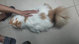 咸鱼的猫：我家肥猫怀孕快生啦，小猫生出来就一点点，好可爱呀