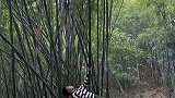 徒手上树，小伙子身手了得