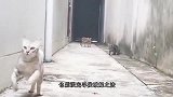 两只从小一起长大的猫咪，同时翻墙且动作同步，这该死的默契！
