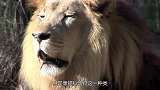 长得像老虎的“野猫”，因被扣上莫须有的罪名，如今险些灭绝