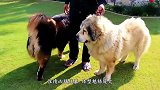 藏獒vs花豹，都说“一獒战三狼”，现在看来都是吹牛！