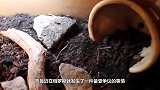 主人为观察乌龟冬眠，将其冻在冰箱里，俩月后取出来一脸懵逼！
