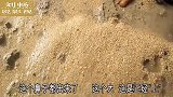 妹子赶海大潮过后挖宝贝，一铲铲出10多只，排着队伍捡