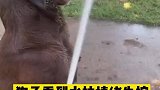 狗子看到水柱突然情绪失控