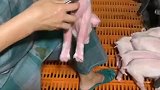 为什么小猪幼崽要剪掉尾巴和牙齿