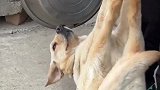 狗子整天睡不醒怎么办