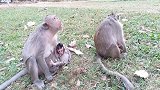 猴宝宝怎么了，可怜猴宝宝和猴妈妈没有吃草