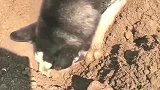 二哈精力太旺盛，农村大哥把它拉到田里挖红薯！