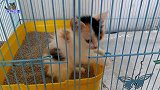 小流浪猫在猫笼里隔离，瘦小的样子让人心疼，烟熏嗓音太有特点了