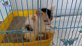 小流浪猫在猫笼里隔离，瘦小的样子让人心疼，烟熏嗓音太有特点了