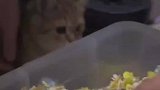 养的猫咪第一次见仓鼠，本能的想捕获它