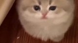 我家养的猫可爱吗？