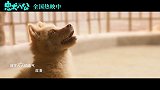 《忠犬八公》片尾曲MV曝光 焦迈奇催泪唱响生命轮回