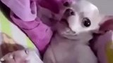 一只会做瑜伽的犬，网友们你们服了吗.