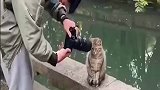 给猫猫个镜头特写，但这也离得太近了吧