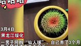 男子网购“仙人球”，浇水3个月不见长，好奇翻开一看哭笑不得 网购 仙人球